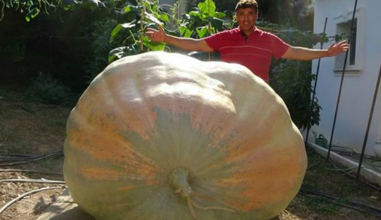 Θεσσαλονίκη: Καλλιέργησε κολοκύθα 658 κιλών στον κήπο του