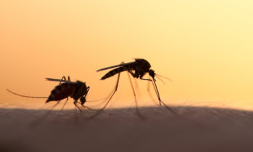 Πώς θα αποφύγετε το… πάρτι των κουνουπιών – Oμάδα αίματος και DNA τα μυστικά για τα τσιμπήματα