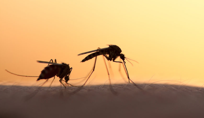 Ιός Δυτικού Νείλου: Γυναίκα νοσηλεύτηκε για δέκα ημέρες ύστερα από τσίμπημα κουνουπιού
