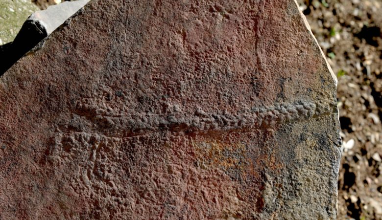 Ανακαλύφθηκε απολίθωμα ζώου σαν σαρανταποδαρούσα που σερνόταν πριν 550 εκατ. χρόνια