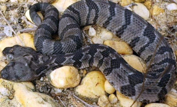 Ο «διπλός Ντέιβ», ένα σπάνιο φίδι με δύο κεφάλια ανακαλύφθηκε στις ΗΠΑ