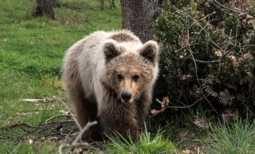 Θεσσαλονίκη: Εμφάνιση αρκούδας στον Χορτιάτη