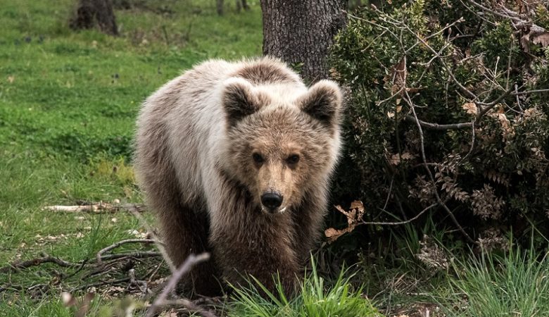 Βίντεο από τη διάσωση μικρής αρκούδας στην Κόνιτσα