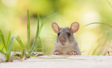 Ερευνητές έμαθαν σε ποντίκια να παίζουν κρυφτό