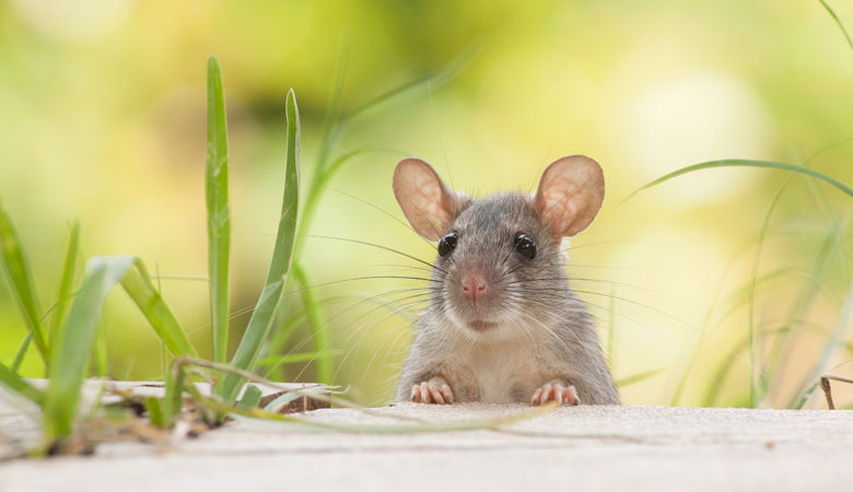 Ερευνητές έμαθαν σε ποντίκια να οδηγούν πολύ μικρά αυτοκίνητα