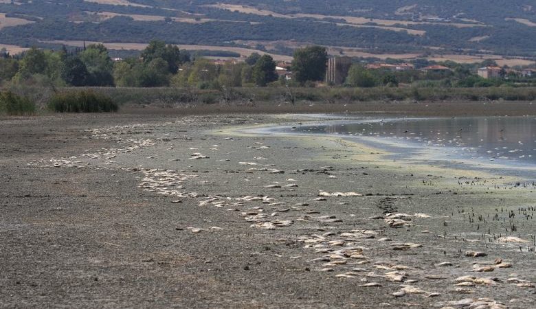 Χιλιάδες νεκρά ψάρια στη λίμνη Κορώνεια