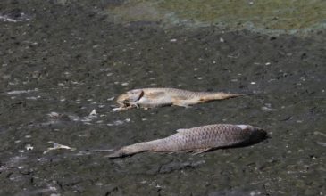 Γερμανία: Γέμισε νεκρά ψάρια ο ποταμός Οντέρ, φόβοι για περιβαλλοντική καταστροφή