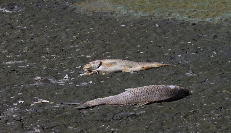 Γερμανία: Γέμισε νεκρά ψάρια ο ποταμός Οντέρ, φόβοι για περιβαλλοντική καταστροφή