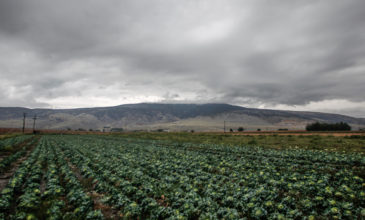Βοιωτία: Αγρότης βρέθηκε νεκρός στο χωράφι του