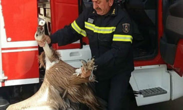 Γύπας έπεσε πάνω σε λεωφορείο στην εθνική οδό Χανίων-Ρεθύμνου