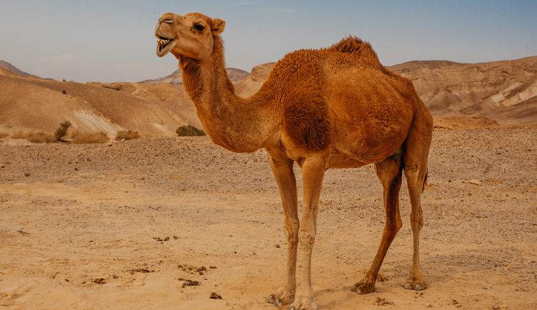 Γυναίκα δάγκωσε καμήλα στα γεννητικά όργανα για να γλιτώσει το «λιντσάρισμα»