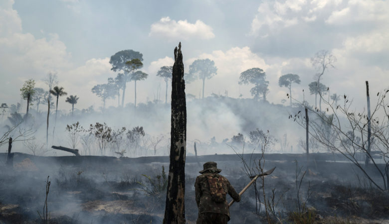 Αμαζόνιος: Πάνω από 2,3 εκατομμύρια άγρια ζώα πέθαναν στις πυρκαγιές