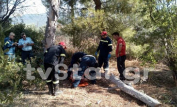 Κορμός καταπλάκωσε και τραυμάτισε σοβαρά γυναίκα