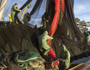 Καμπανάκι κινδύνου για την αλιεία στην Ελλάδα