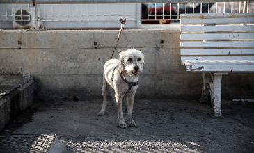 Ο σκύλος της οικογένειας Μαυρίκου που κατάφερε να σωθεί όταν το αυτοκίνητο έπεσε στο Μώλο της Δραπετσώνας