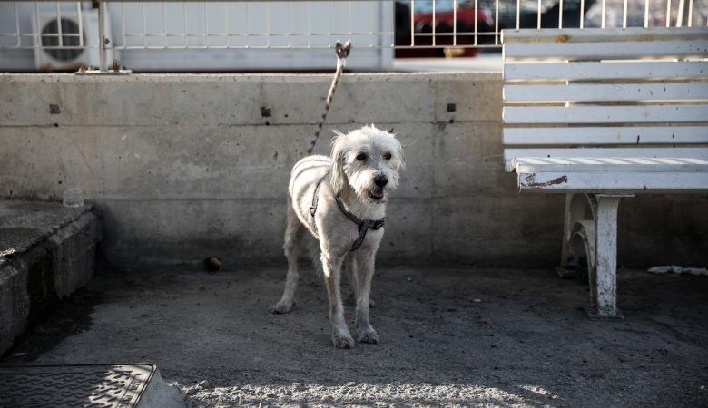 Ο σκύλος της οικογένειας Μαυρίκου που κατάφερε να σωθεί όταν το αυτοκίνητο έπεσε στο Μώλο της Δραπετσώνας