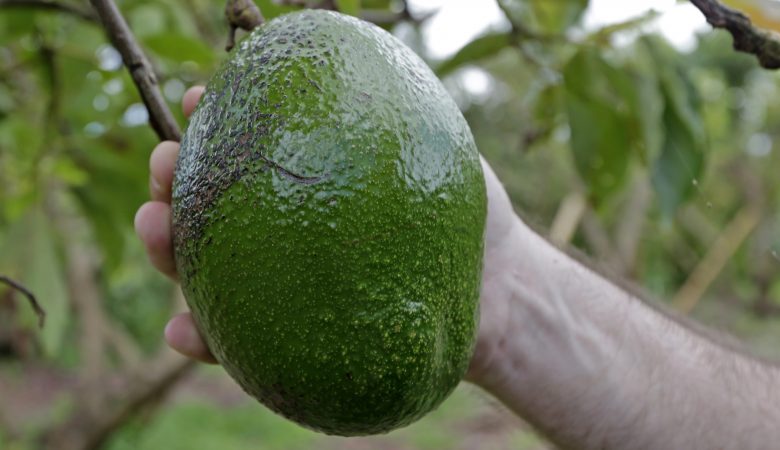 Χαβάη: Το πιο βαρύ αβοκάντο στον κόσμο ζυγίζει 2,5 κιλά