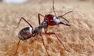 Αυτό είναι το πιο γρήγορο μυρμήγκι στον κόσμο – Σε ποιο μέρος ζει