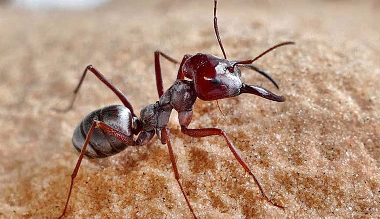 Αυτό είναι το πιο γρήγορο μυρμήγκι στον κόσμο – Σε ποιο μέρος ζει