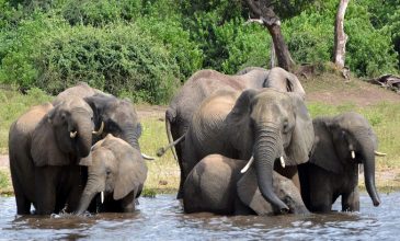 Δεκάδες ελέφαντες πέθαναν λόγω πρωτοφανούς ξηρασίας στη Ζιμπάμπουε