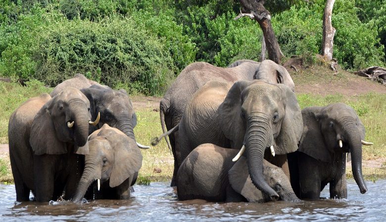 Δεκάδες ελέφαντες πέθαναν λόγω πρωτοφανούς ξηρασίας στη Ζιμπάμπουε