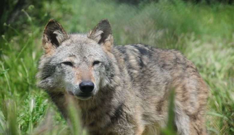 Λύκος στον Διόνυσο: Επιχείρηση για τον εντοπισμό του