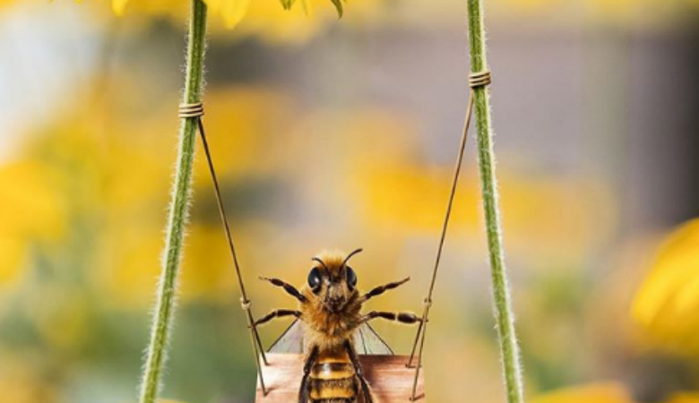 Η «B» είναι η πρώτη μέλισσα influencer του κόσμου