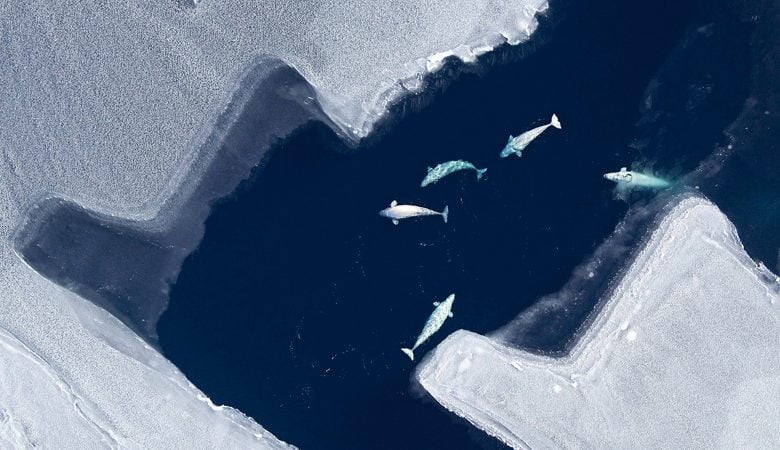 Απελευθερώνονται 50 φάλαινες μπελούγκα στη ρωσική Άπω Ανατολή