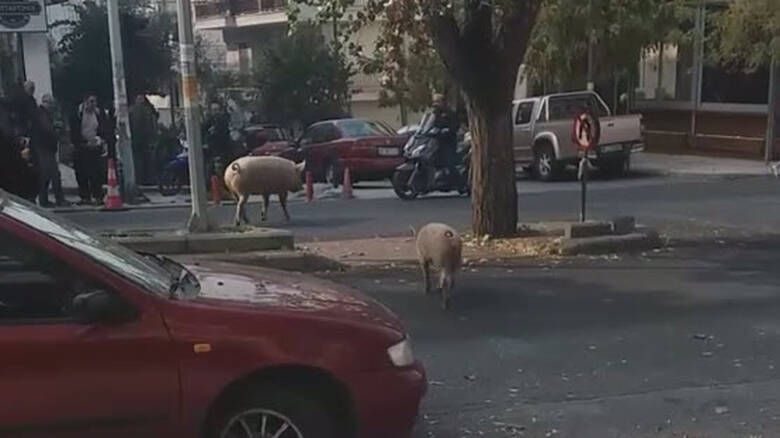 Γουρούνια πήγαν για… καφέ σε μαγαζί της Θεσσαλονίκης