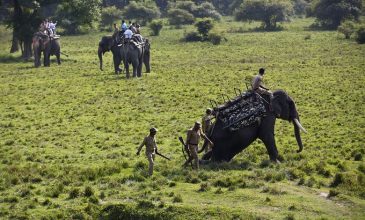 Αιχμαλωτίστηκε ο ελέφαντας «Μπιν Λάντεν» για το θάνατο 5 χωρικών