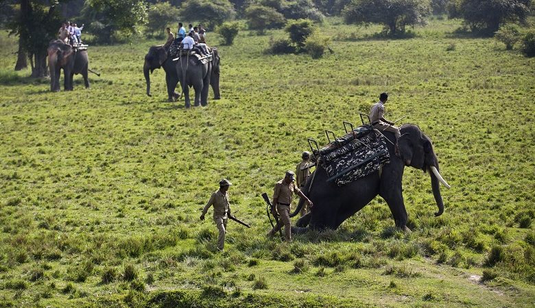 Αιχμαλωτίστηκε ο ελέφαντας «Μπιν Λάντεν» για το θάνατο 5 χωρικών