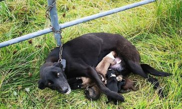 Αλυσόδεσε και εγκατέλειψε σε φράχτη σκυλίτσα με έξι κουτάβια