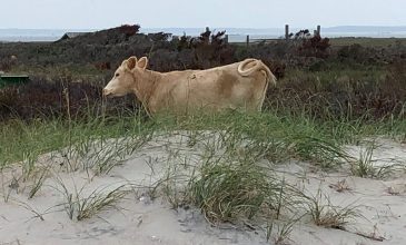 Αγελάδες… «ναυαγοί» εντοπίστηκαν μετά από δύο μήνες σε ερημονήσι