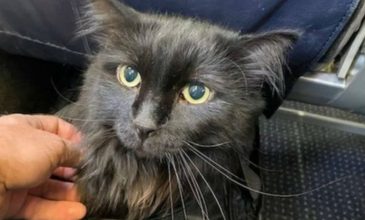 Γάτος που αγνοούνταν 5 χρόνια βρέθηκε… 2.000 χλμ μακριά από το σπίτι του