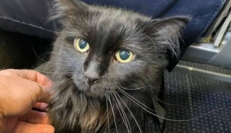 Γάτος που αγνοούνταν 5 χρόνια βρέθηκε… 2.000 χλμ μακριά από το σπίτι του