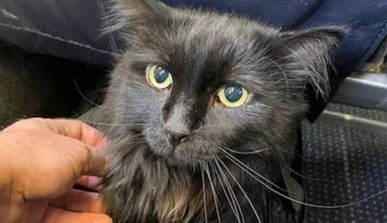 Γάτα… Τομ Σόγιερ βρέθηκε 2.000 χλμ. μακριά από το σπίτι της