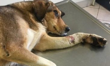 Πυροβόλησαν αδέσποτο σκύλο στο προαύλιο νοσοκομείου της Πάτρας