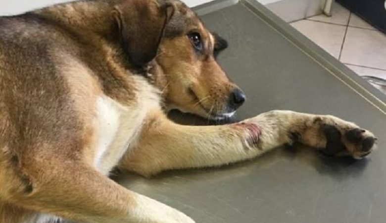 Πυροβόλησαν αδέσποτο σκύλο στο προαύλιο νοσοκομείου της Πάτρας