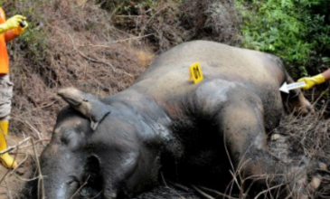 Ινδονησία: Νεκροί δυο ελέφαντες της Σουμάτρας με διαφορά λίγων ημερών