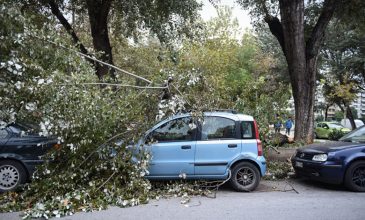 Θεσσαλονίκη: Πτώσεις δέντρων εξαιτίας των δυνατών ανέμων