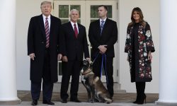 O Τραμπ παρασημοφόρησε τον «διασημότερο σκύλο του κόσμου»
