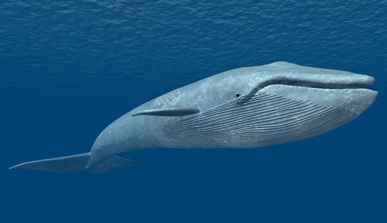 Βίντεο: Επιστήμονες ακούν για πρώτη φορά την καρδιά μιας γαλάζιας φάλαινας