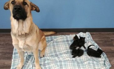Αδέσποτη σκυλίτσα έσωσε από τον θάνατο 5 γατάκια
