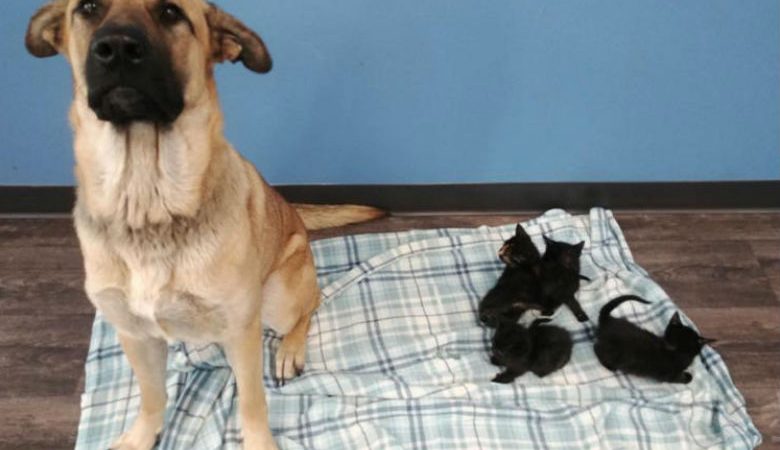 Αδέσποτη σκυλίτσα έσωσε από τον θάνατο 5 γατάκια