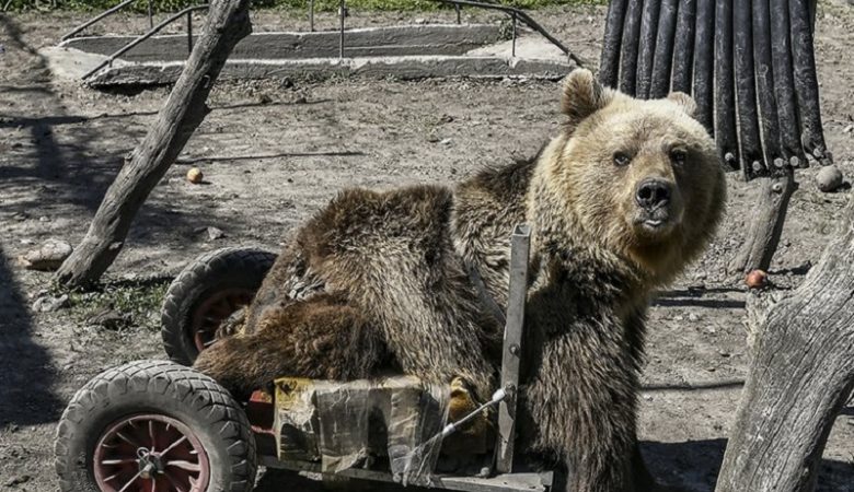 Έφυγε από τη ζωή ο αρκούδος που έγινε σύμβολο θέλησης για ζωή