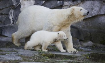 Πολικές αρκούδες κατέκλυσαν οικισμό στη Ρωσία