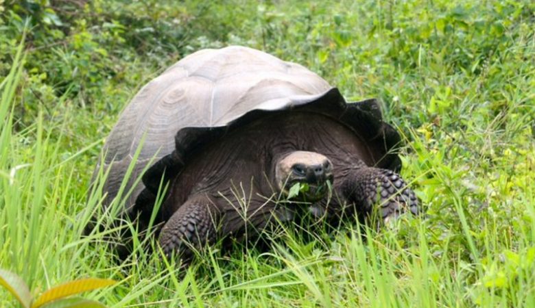 Κορονοϊός: Έσπασε την καραντίνα βγάζοντας βόλτα τη…χελώνα της