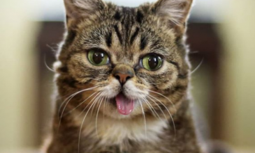 Πέθανε η Λιλ Μπαμπ η πιο διάσημη γάτα του κόσμου