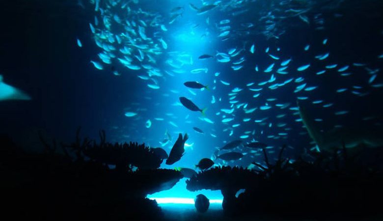 Η μείωση οξυγόνου στις θάλασσες απειλεί τα ψάρια