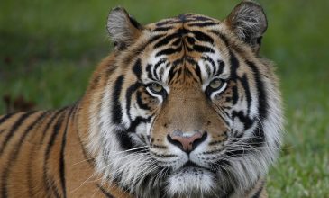 Κορονοϊός: Τίγρης σε ζωολογικό κήπο προσβλήθηκε από τον ιό